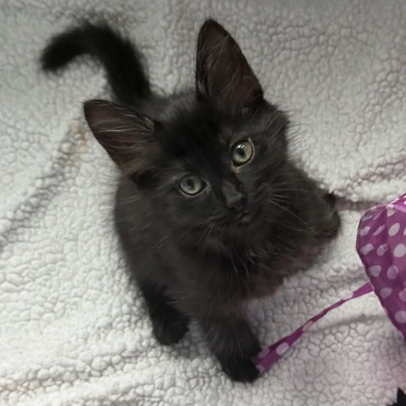 A baby medium-sized male Domestic Medium Hair cat named HiChew for adoption in Candler, NC