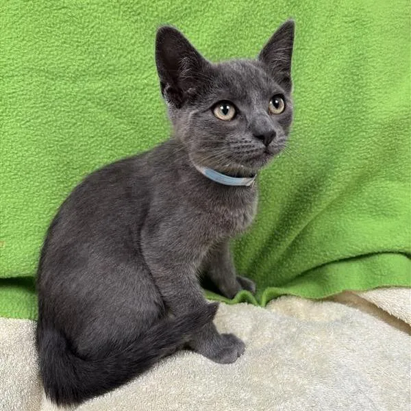 A baby small-sized male Gray / Blue / Silver Domestic Short Hair cat named Chris Farley for adoption in Hawthorne, CA