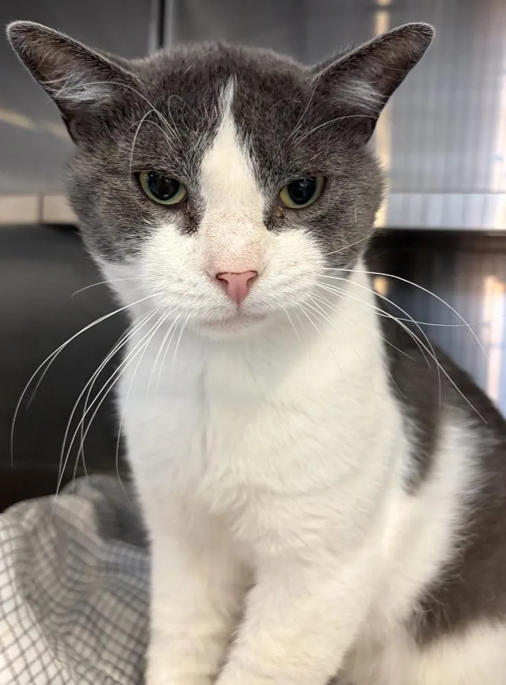 Fiv+ Elroy thumbnail 2