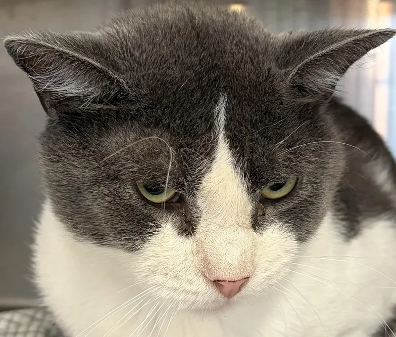 Fiv+ Elroy thumbnail 3