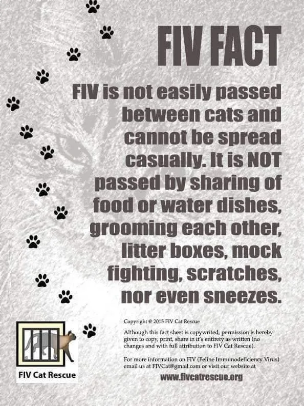 Fiv+ Elroy thumbnail 4