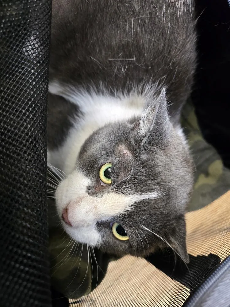 Fiv+ Elroy thumbnail 5