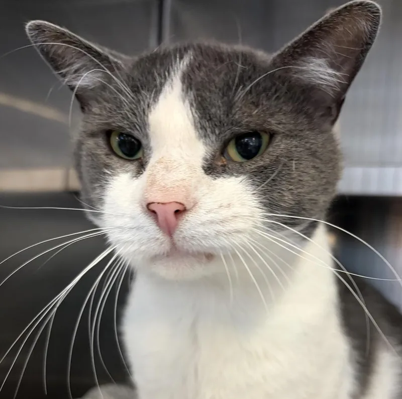 Fiv+ Elroy thumbnail 6