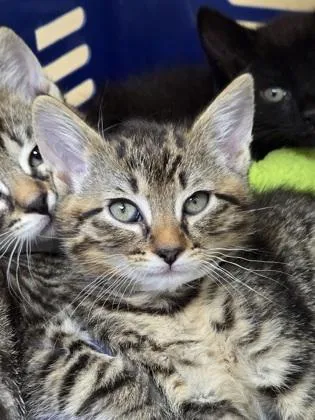 A young small-sized female Domestic Short Hair cat named A Spice Petsmart West for adoption in North Charleston, SC