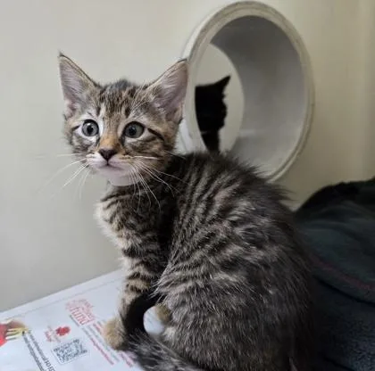 A Spice Petsmart West thumbnail 2