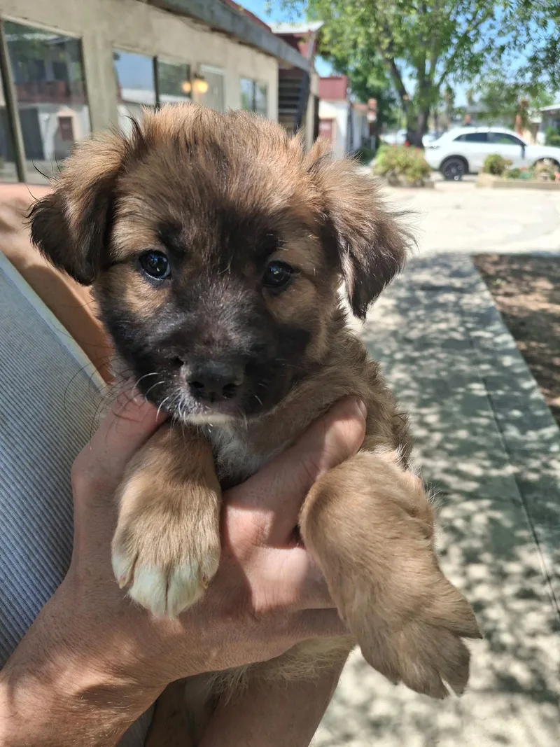 A baby medium-sized male Bicolor Cocker Spaniel dog named Zipper~ for adoption in Encino, CA