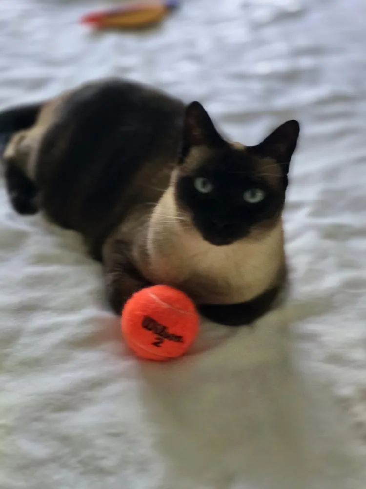 An adult large-sized female Buff & White Domestic Short Hair cat named Sparkle for adoption in Wellington, FL