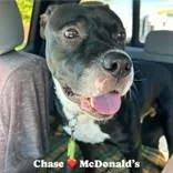 An adult large-sized male Black Pit Bull Terrier dog named Chase for adoption in Moline, IL