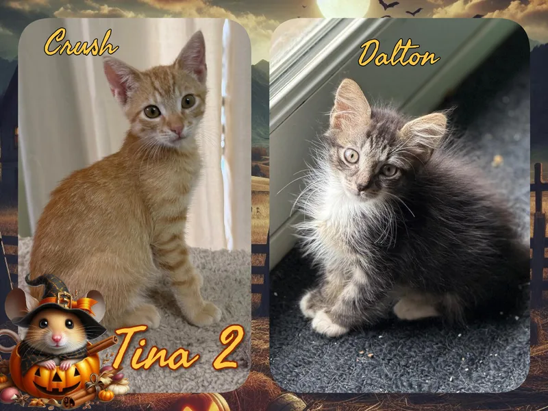A baby medium-sized male Domestic Short Hair cat named Tina for adoption in Corinth, NY