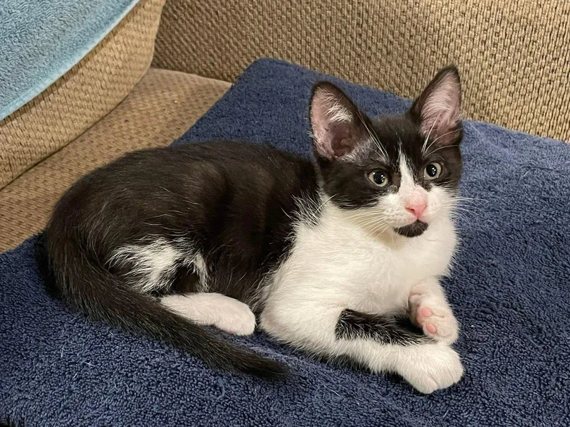 A baby medium-sized female Tuxedo cat named Betty for adoption in Walnut Creek, CA