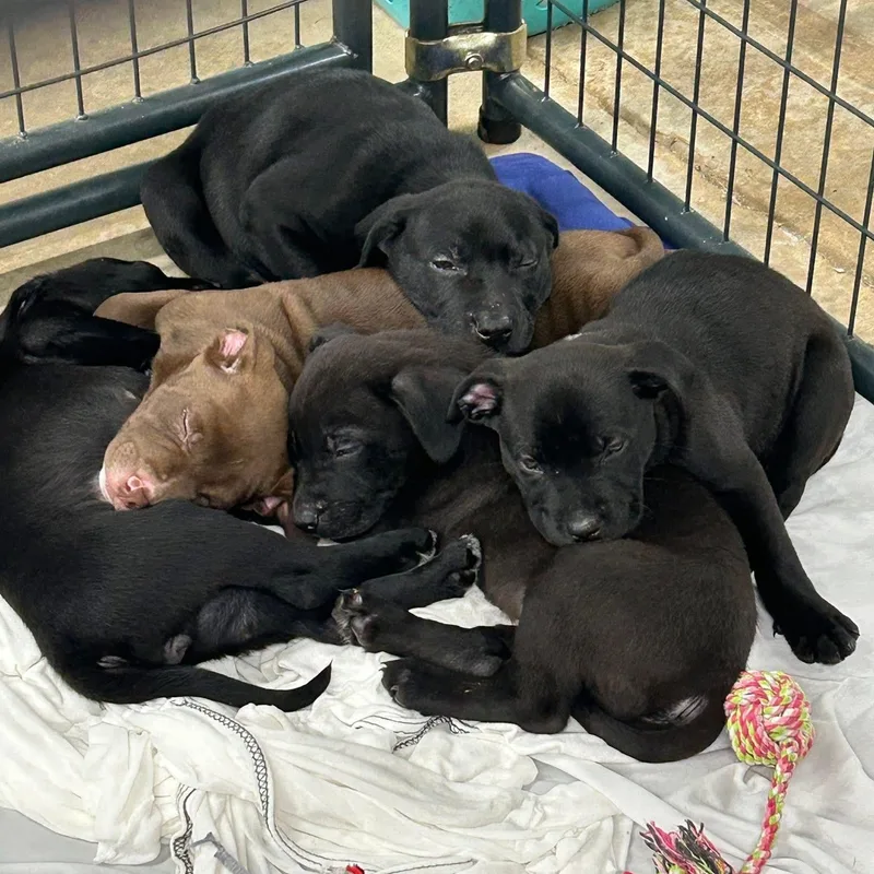 A baby medium-sized male Black Labrador Retriever dog named Mufasa for adoption in Cumberland, RI