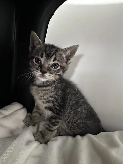 A baby small-sized male Domestic Short Hair cat named Charlie Fta for adoption in Ontario, CA