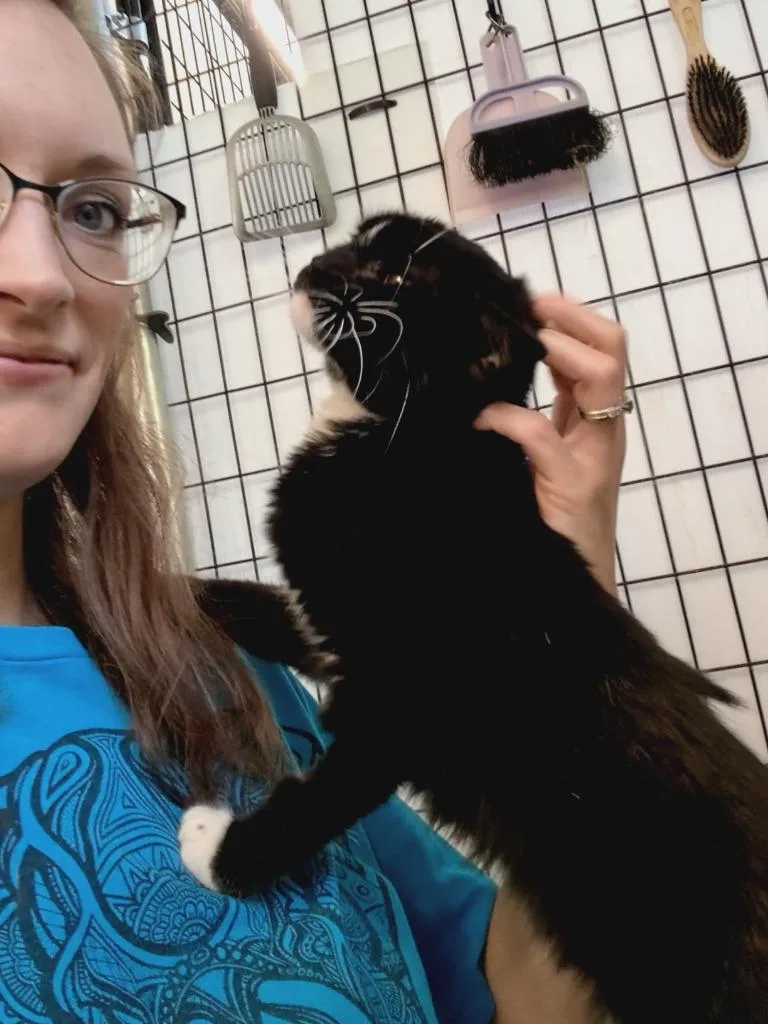 An adult small-sized female Domestic Short Hair cat named Vera for adoption in Saint James, MN