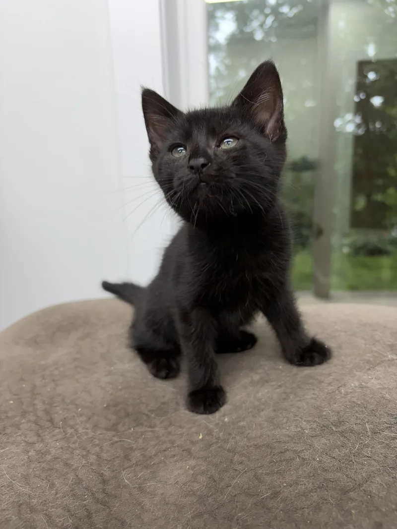 A baby small-sized female Black Domestic Short Hair cat named Tedmo for adoption in Clarksville, TN