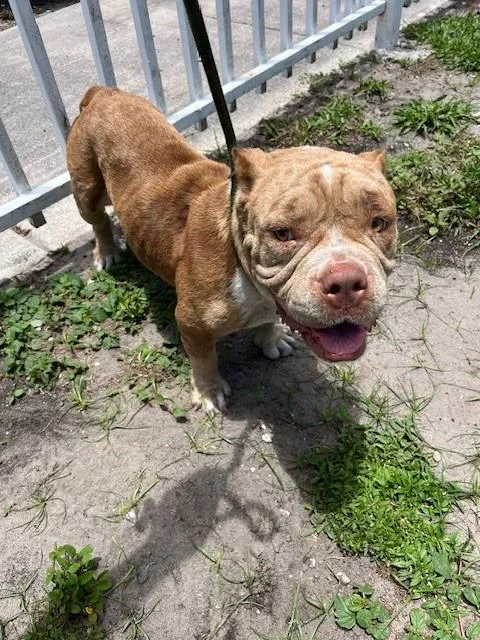 A young medium-sized female American Bulldog dog named Alice for adoption in Miami, FL
