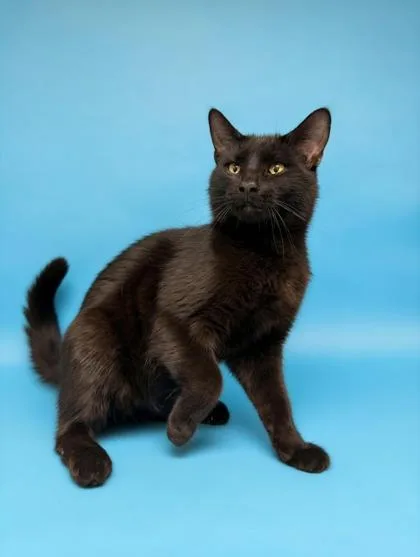 An adult small-sized male Domestic Short Hair cat named Goober for adoption in Bowling Green, KY