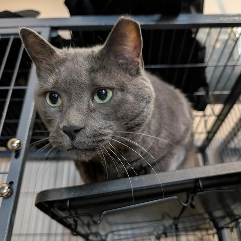A senior small-sized male Gray / Blue / Silver Domestic Short Hair cat named Tito for adoption in Saugerties, NY