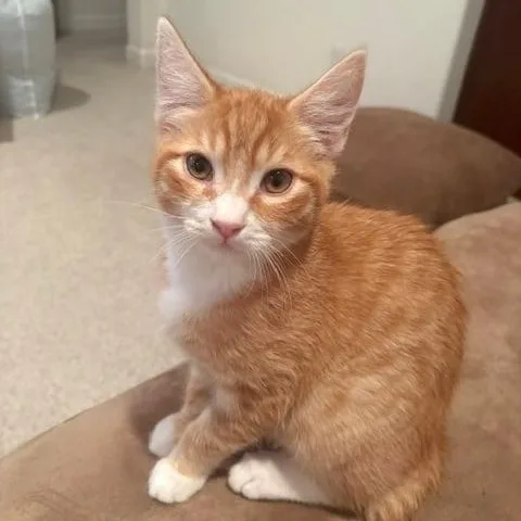 Kittle