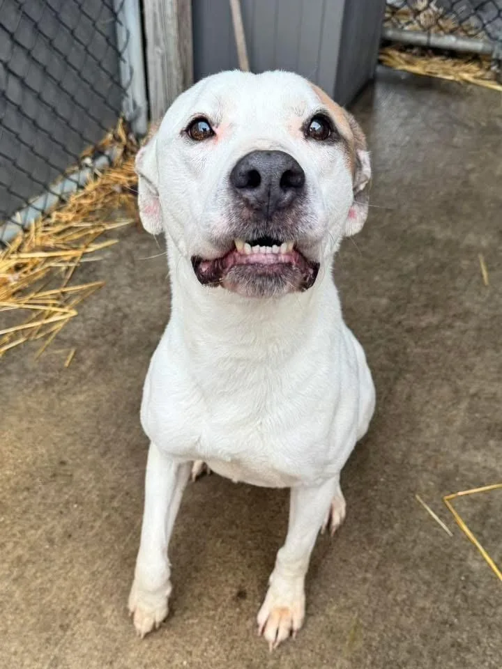 An adult medium-sized male White / Cream Pit Bull Terrier dog named Emil for adoption in Chicago, IL