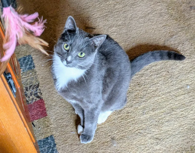 A young medium-sized male Gray / Blue / Silver Domestic Short Hair cat named Abby & Jasper for adoption in brooklyn, NY