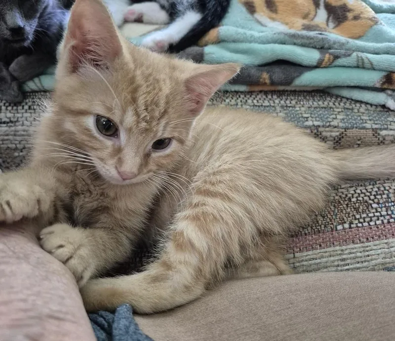 A baby small-sized male Domestic Short Hair cat named Julius for adoption in South Bend, IN