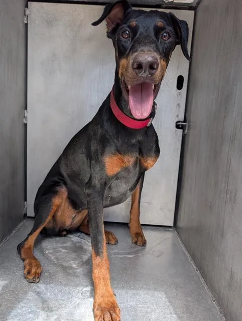A young medium-sized female Doberman Pinscher dog named Caralina for adoption in San Antonio, TX