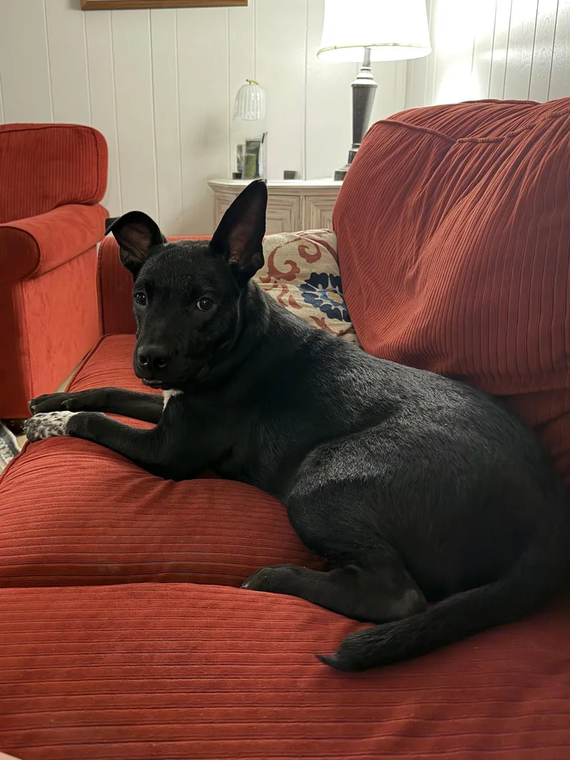 A baby medium-sized male Terrier dog named Henry Louis Lonestar for adoption in Rockaway, NJ