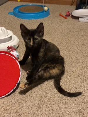 A baby medium-sized female Tortoiseshell Domestic Short Hair cat named Patsy for adoption in Mokena, IL