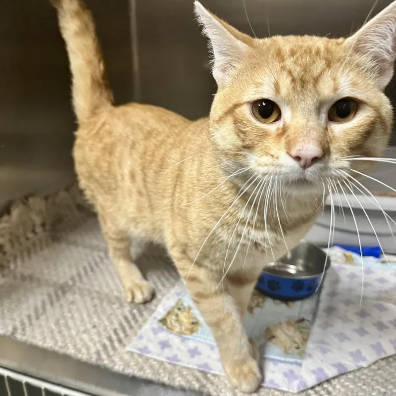 A young large-sized male Orange / Red Domestic Short Hair cat named Frankie Ci for adoption in Union, MO