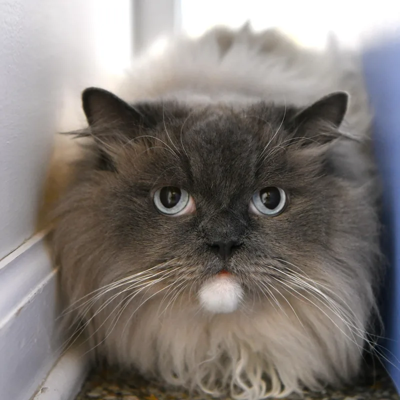 An adult large-sized male Blue Point Himalayan cat named Gnocchi for adoption in Fairhope, AL