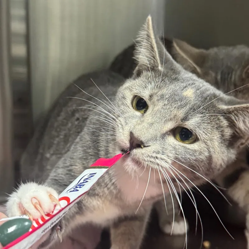 A young small-sized female Gray / Blue / Silver Domestic Short Hair cat named Angelica for adoption in Windsor, VA