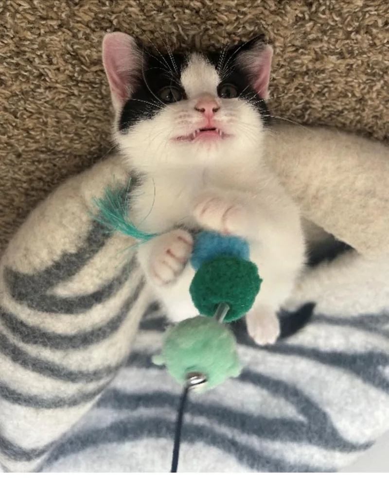 Sassafras thumbnail 2