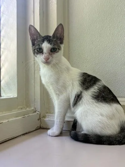 A baby small-sized female Domestic Short Hair cat named Gwen Stacy for adoption in Honolulu, HI