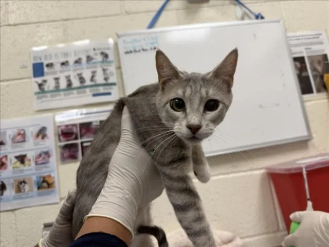A young small-sized female Domestic Short Hair cat named Tempurra for adoption in Santa Fe, NM