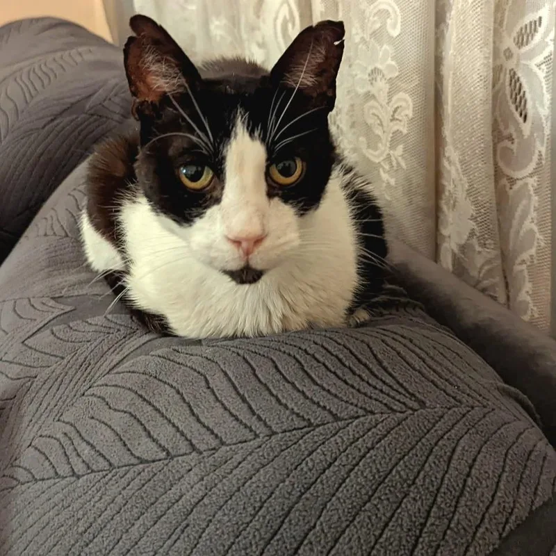 A senior medium-sized male Black Domestic Short Hair cat named Mr. Socklington Aka Sox for adoption in Redwood City, CA