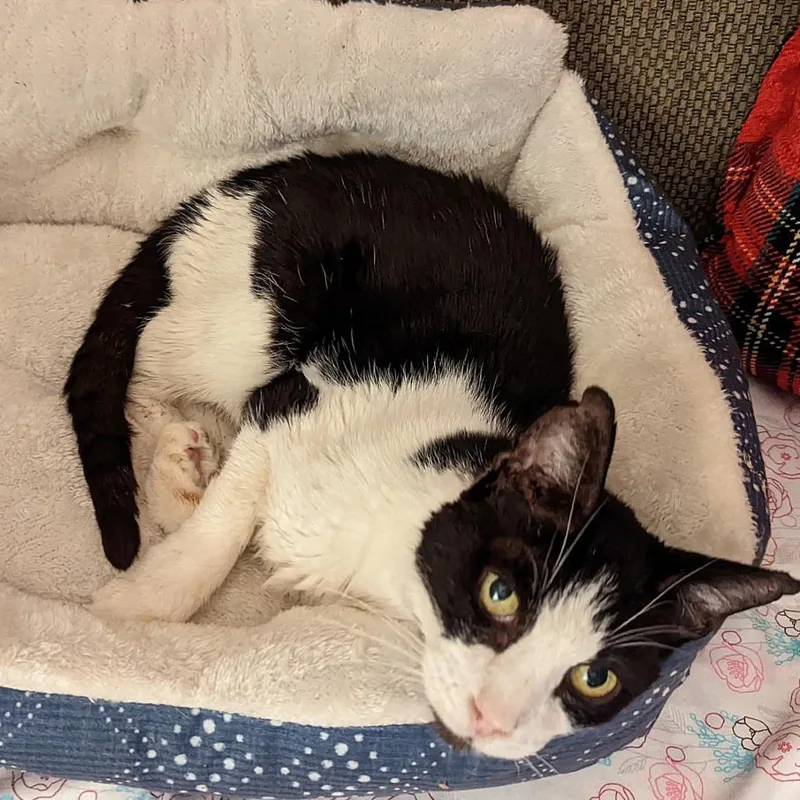 Mr. Socklington Aka Sox thumbnail 2