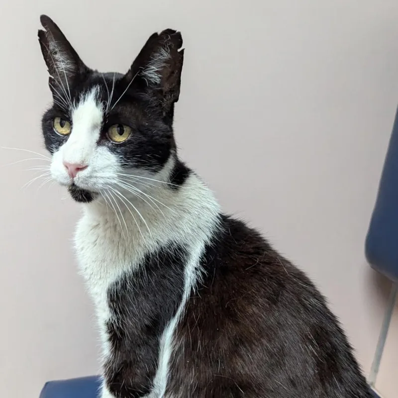 Mr. Socklington Aka Sox thumbnail 3