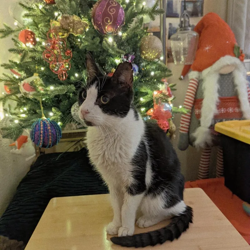 Mr. Socklington Aka Sox thumbnail 4