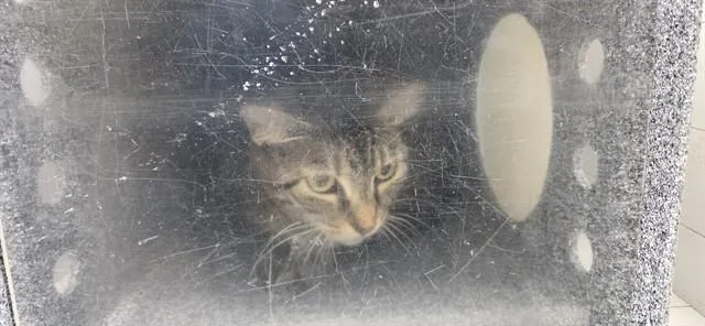 A young small-sized female Domestic Short Hair cat named Misty for adoption in Orlando, FL