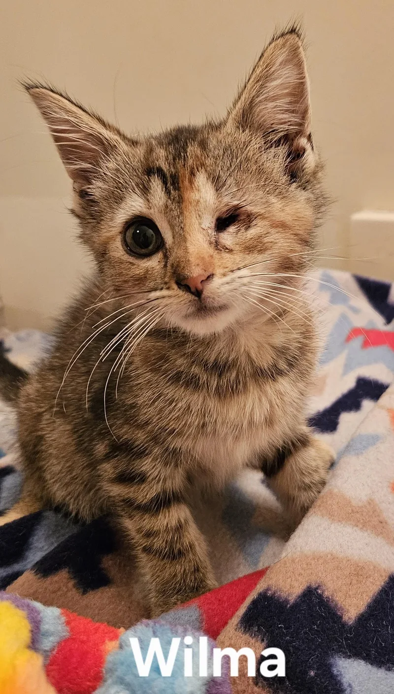 A young small-sized female Torbie Domestic Short Hair cat named Wilma for adoption in Columbus, IN