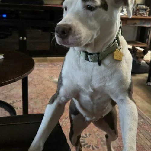 A young large-sized female Yellow / Tan / Blond / Fawn Pit Bull Terrier dog named Trixie for adoption in Glendale, AZ
