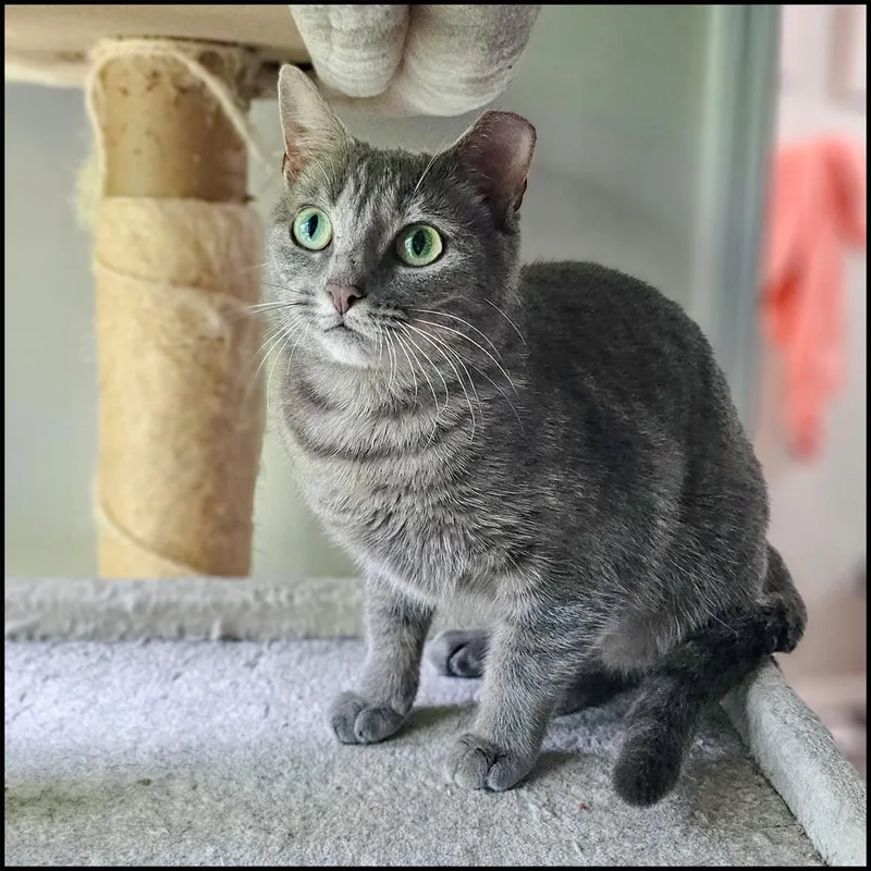 An adult medium-sized female Tabby (Gray / Blue / Silver) Domestic Short Hair cat named Sweetie for adoption in Roswell, GA