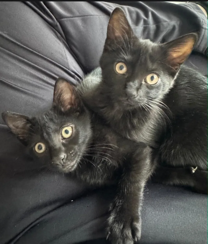 A baby medium-sized female Black Domestic Short Hair cat named Snap & Tulip for adoption in Freemansburg, PA