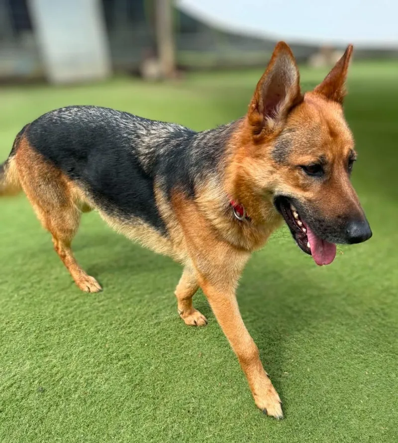 An adult medium-sized female German Shepherd Dog dog named Sheba for adoption in San Diego, CA