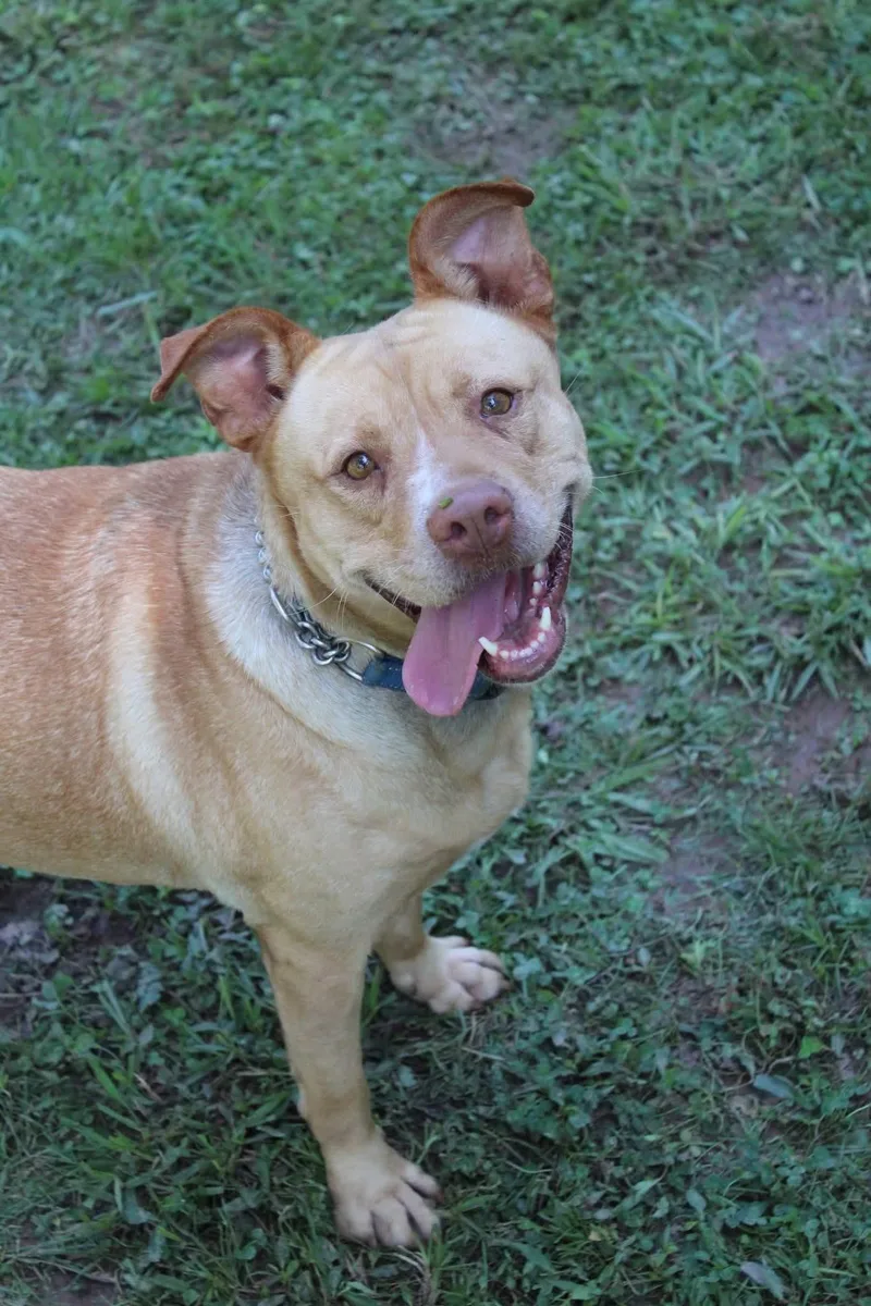 An adult large-sized female Apricot / Beige Mixed Breed dog named Sana for adoption in Watertown, WI