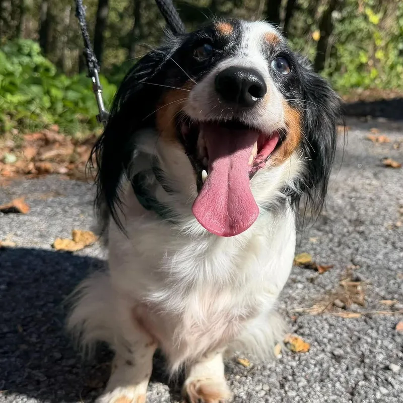 An adult small-sized male White / Cream Dachshund dog named Perry for adoption in Alexandria, VA
