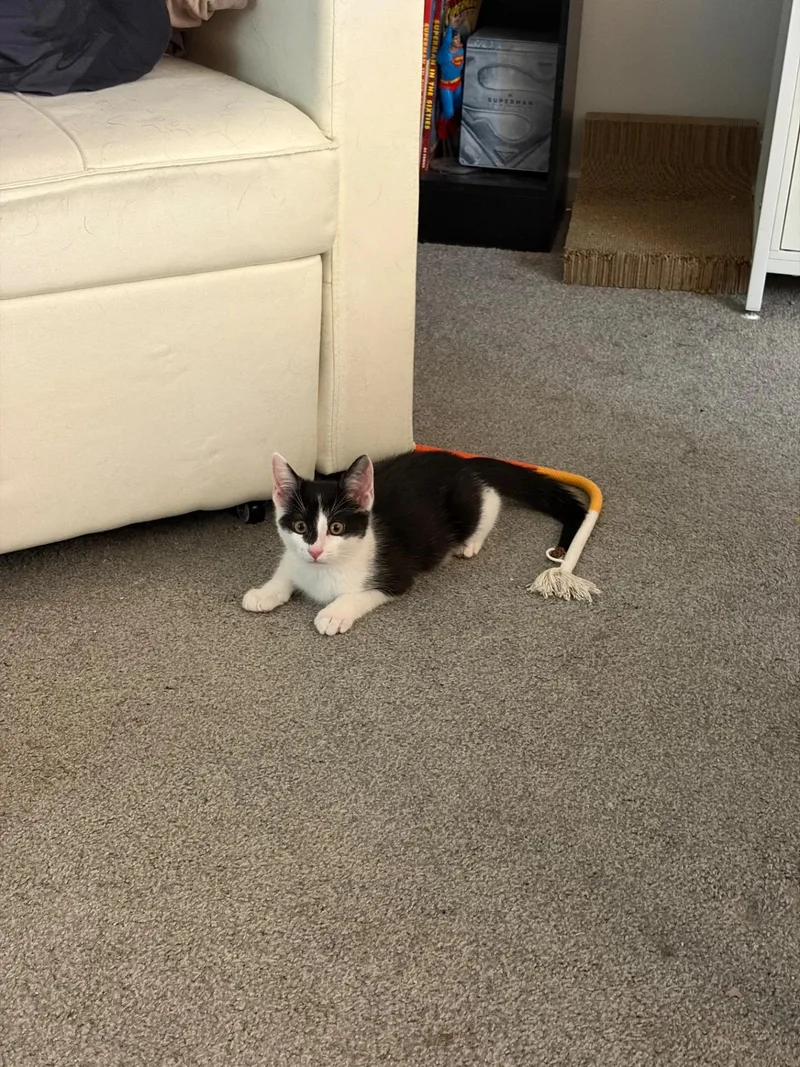 A young medium-sized male Domestic Short Hair cat named Lil Bits for adoption in Maple Shade, NJ