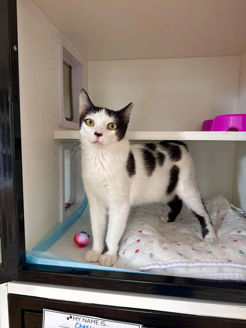 A young medium-sized male Black & White / Tuxedo Domestic Short Hair cat named Clover for adoption in Ramsey, NJ