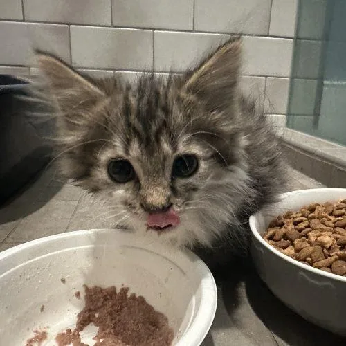 A baby small-sized male Domestic Long Hair cat named Paddington Bear for adoption in Tipp City, OH