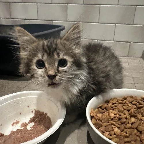 Paddington Bear thumbnail 4